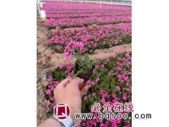 丛生福禄考 芝樱花海苗 粉花繁密适宜观赏 花卉供应 红丹林图1