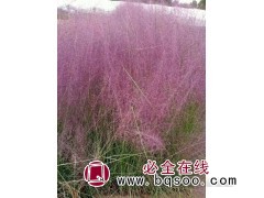 粉黛乱子草种苗 基地直售 湿地公园 驳岸美化治理 晨艺花卉图1