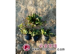 多花筋骨草小苗批发 青州花卉 红丹林园林 多花筋骨草销售价格图1
