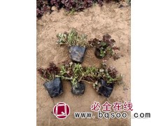 红叶景天钵苗_红叶景天种植基地 青州花卉销售 鸾宇花卉图1