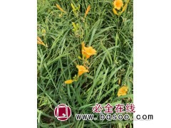 青州萱草小苗销售 金娃娃萱草苗价格 青州萱草基地 鸾宇花卉图1