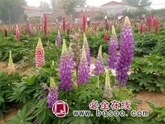 厂家销售销售鲁冰花苗 鲁冰花苗 青州鲁冰花苗 鸾宇花卉图1