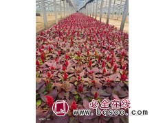 红叶一支笔种植基地,规格全 青州花卉 晨艺花卉 一支笔小苗图1