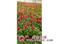 金鱼草营养杯苗 喜阳光适应性好 花坛种植观赏 花海植物 晨艺图1