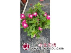 天天开草杯苗 喜阳光适应性较好 花坛种植观赏 天天开 晨艺图1