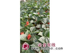 一串红小苗批发,百亩种植基地-园林工程专用苗-串红苗-晨艺图1
