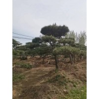 造型松-造型花木-造型黑松-基地直供-价格实惠-富华松树园林