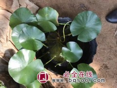 〖睡莲 〗成活高达99.99%+免费补苗-山东睡莲价格 晨艺图1
