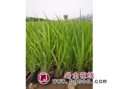 香蒲多少钱一平方？香蒲基地-水生香蒲价格低咨询优惠 晨艺图1