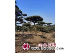 造型油松/造型黑松图1