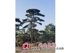 大型造型松图1