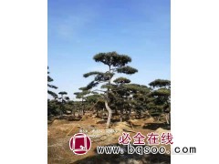 造型松图1