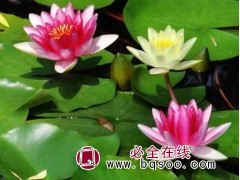 睡莲苗湿地绿化工程苗-青州水生植物-水生花卉苗-鸾宇 花卉图1