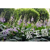 紫玉簪 紫花玉簪行情 紫玉簪价格 东北紫玉簪基地 鑫淼森苗圃