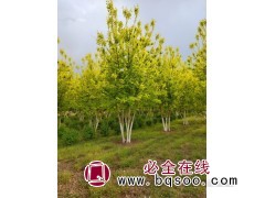 丛生金叶复叶槭图1
