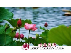 荷花苗-河道绿化湿地美化荷花苗正合适,耐寒耐盐碱 鸾宇花卉图1