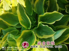 抗旱抗寒玉簪苗 金冠玉簪苗销售 鞍山玉簪基地 玉簪苗 鼎航图1