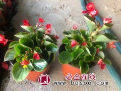 四季海棠苗价格表-花海用小苗品种齐全-时令草花批发 鸾宇花卉图1