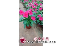 鸾宇花卉长春花大量现货 当天可发货 青州长春花苗销售 长春花图1