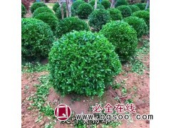 绿篱笆冬青批发 山东冬青苗 冬青球价格 冬青绿篱苗销售 鸾宇图1