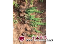 特价供应小龙柏种苗 薄利多销-实力苗圃-当天可发货 鸾宇花卉图1