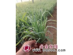 玉带草杯苗 园林景观造景湿地绿化用苗 青州花卉 鸾宇花卉图1