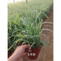 玉带草杯苗 园林景观造景湿地绿化用苗 青州花卉 鸾宇花卉