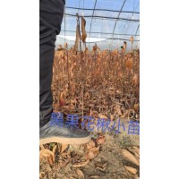 黑果花楸小苗