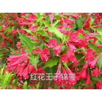 红花王子锦带苗