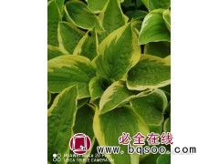 东北玛格丽特玉簪 水岸湿地绿化 假山石园花镜点缀 鑫淼森图1