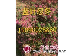 蓝叶忍冬 花木蓝 长白忍冬景观球 忍冬小苗 绿化景观 鑫淼森图1