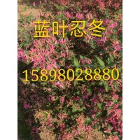 蓝叶忍冬 花木蓝 长白忍冬景观球 忍冬小苗 绿化景观 鑫淼森