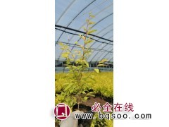 金叶榆 大量供应金叶榆 东北金叶榆 金叶榆苗价格表 鑫淼森图1