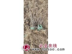 金叶水蜡 和水蜡有什么不同 东北金叶水腊苗价格 水腊 鑫淼森图1