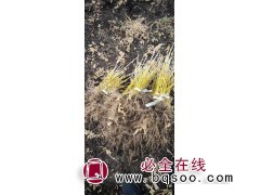 金叶复叶槭扦插苗-金叶复叶槭嫩枝扦插育苗 东北苗木 鑫淼森图1