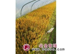 销售黄杨树苗-【东北黄杨苗】-东北四季黄杨价格 鑫淼森图1