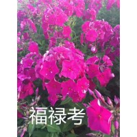 福禄考花海种苗批发-绿化花卉基地-丛生福禄考价格 鑫淼森