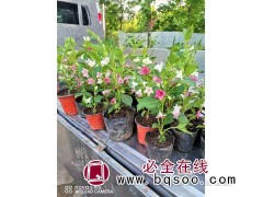 五彩地锦杯苗 东北五彩地锦小苗 五彩地锦苗大量批发 鑫淼森图1