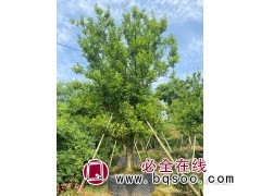 容器香橼树价格_容器苗香橼树 园林工程 东湖园林图1