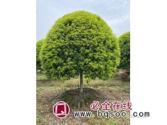 精品桂花-精品桂花批发价格-江西桂花树市场报价 东湖园林图1