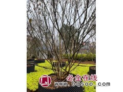容器丛生紫薇 丛生紫薇造型树  城市绿化 东湖园林图1