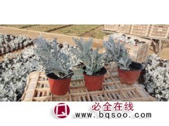 [银叶菊]银叶菊图片-山东银叶菊小苗批发 青州花卉 润景花卉图1