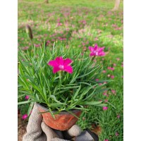 欧石竹小苗-欧石竹的养殖方法和养护方法 润景花卉 欧石竹钵苗
