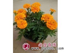 孔雀草种植基地 时令草花 多色花 园林绿化用苗 孔雀草 润景图1