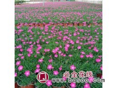 「地被石竹」地被石竹图片 山东石竹小苗大量供应 润景花卉图1