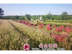 小兔子狼尾草-狼尾草-小兔子的"狼尾草" 青州花卉 润景花卉图1