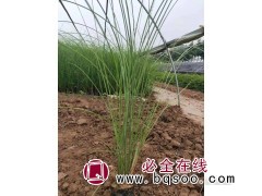 细叶芒适合在哪里种植? 青州细叶芒小苗批发 细叶芒价格 润景图1