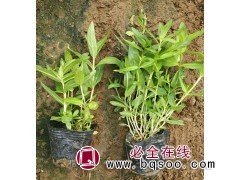 千屈菜生于河岸、湖畔、溪沟边和潮湿草地 山东千屈菜苗 润景图1