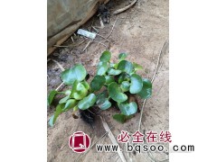 水葫芦开花吗 水葫芦的生长习性-水葫芦幼苗价格-青州润景花卉图1