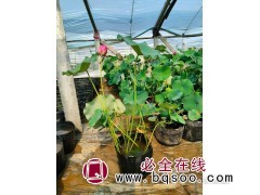 哪里卖荷花苗-水生植物荷花苗基地-山东荷花苗销售-润景花卉图1
